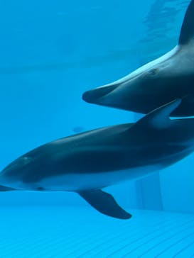 鴨川シーワールドに投稿された画像（2023/11/13）