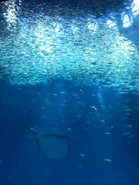アクアワールド茨城県大洗水族館に投稿された画像（2023/11/13）