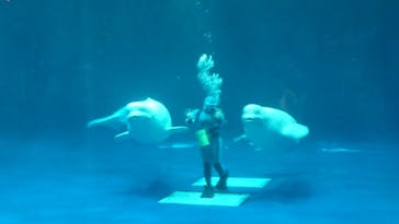 島根県立 しまね海洋館に投稿された画像（2023/11/13）