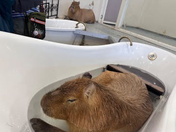 アニタッチみなとみらいに投稿された画像（2023/11/13）