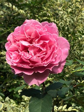 横浜イングリッシュガーデンに投稿された画像（2023/11/13）