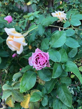 横浜イングリッシュガーデンに投稿された画像（2023/11/13）