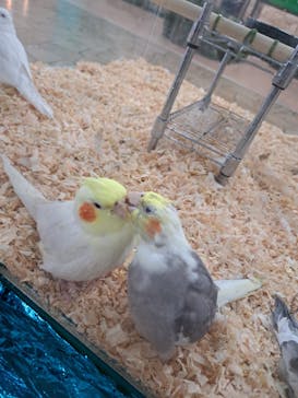 いきもの探検隊上尾に投稿された画像（2023/11/13）