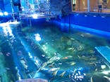 しながわ水族館に投稿された画像（2023/11/13）