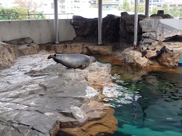 しながわ水族館に投稿された画像（2023/11/13）