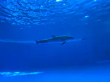 アクアワールド茨城県大洗水族館に投稿された画像（2023/11/13）