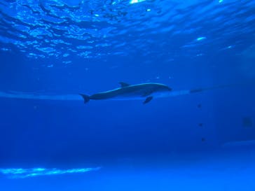 アクアワールド茨城県大洗水族館に投稿された画像（2023/11/13）