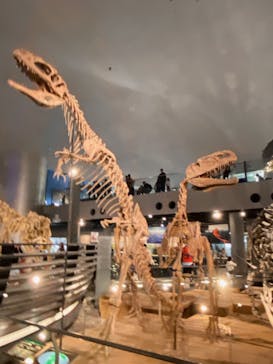 福井県立恐竜博物館に投稿された画像（2023/11/13）