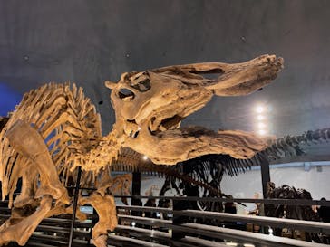 福井県立恐竜博物館に投稿された画像（2023/11/13）