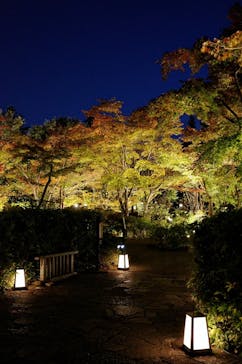 国営昭和記念公園 秋の夜散歩に投稿された画像（2023/11/13）