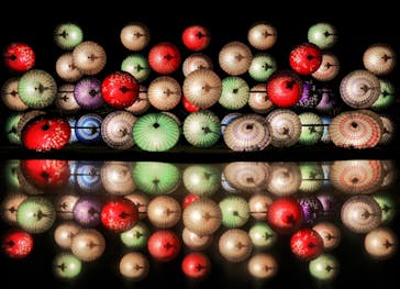 国営昭和記念公園 秋の夜散歩に投稿された画像（2023/11/13）