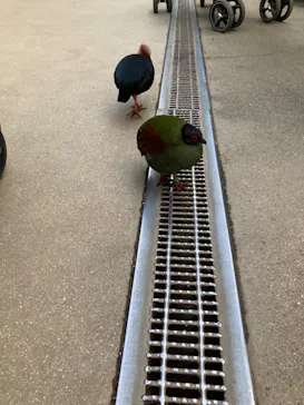 神戸どうぶつ王国に投稿された画像（2023/11/13）