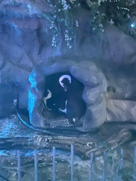 サンシャイン水族館に投稿された画像（2023/11/13）