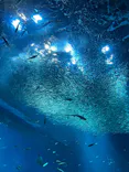 アクアワールド茨城県大洗水族館に投稿された画像（2023/11/13）