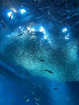 アクアワールド茨城県大洗水族館に投稿された画像（2023/11/13）