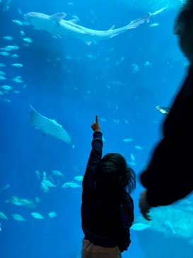 アクアワールド茨城県大洗水族館に投稿された画像（2023/11/13）