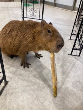 アニタッチみなとみらいに投稿された画像（2023/11/13）