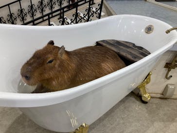 アニタッチみなとみらいに投稿された画像（2023/11/13）