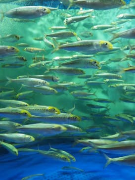 しながわ水族館に投稿された画像（2023/11/13）