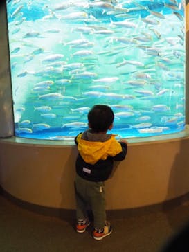 しながわ水族館に投稿された画像（2023/11/13）