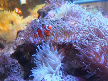 しながわ水族館に投稿された画像（2023/11/13）