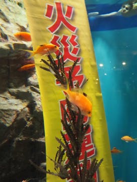 しながわ水族館に投稿された画像（2023/11/13）