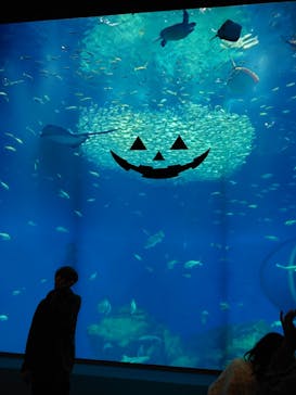 アクアワールド茨城県大洗水族館に投稿された画像（2023/11/13）
