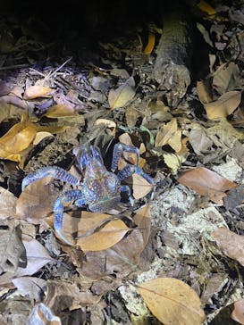 宮古島 ADVENTURE PiPi（ミヤコジマ アドベンチャー ピピ）に投稿された画像（2023/11/14）