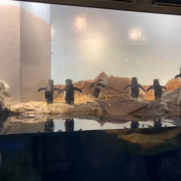 マクセル アクアパーク品川に投稿された画像（2023/11/14）