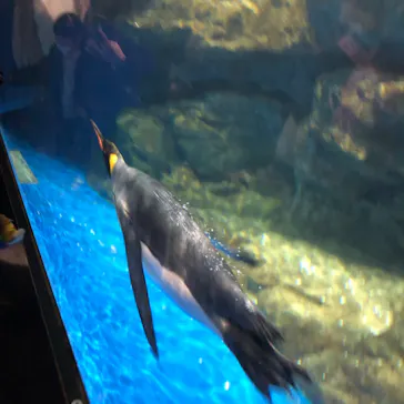 マクセル アクアパーク品川に投稿された画像（2023/11/14）