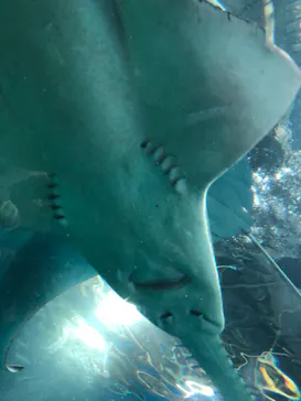 マクセル アクアパーク品川に投稿された画像（2023/11/14）