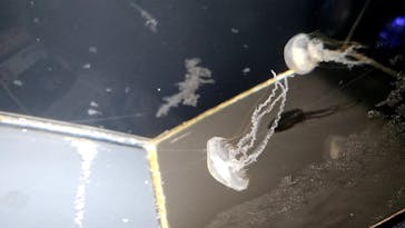 下田海中水族館に投稿された画像（2023/11/14）