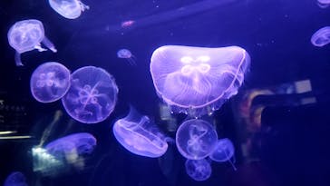 下田海中水族館に投稿された画像（2023/11/14）