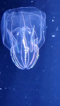 下田海中水族館に投稿された画像（2023/11/14）