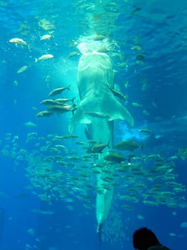 沖縄美ら海水族館に投稿された画像（2023/11/14）