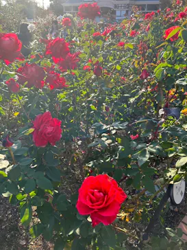 ひらかたパークに投稿された画像（2023/11/14）