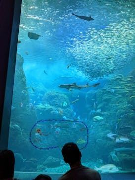 新江ノ島水族館に投稿された画像（2023/11/14）