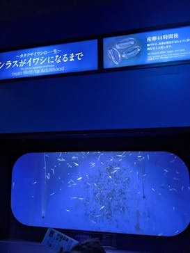 新江ノ島水族館に投稿された画像（2023/11/14）