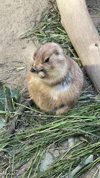 神戸どうぶつ王国に投稿された画像（2023/11/14）
