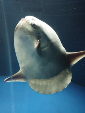 サンシャイン水族館に投稿された画像（2023/11/14）