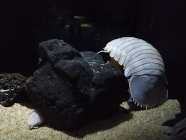 サンシャイン水族館に投稿された画像（2023/11/14）