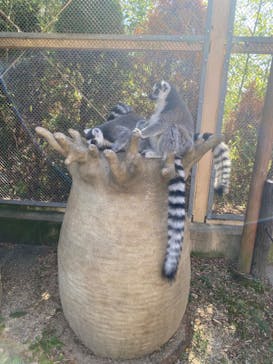 東武動物公園に投稿された画像（2023/11/14）