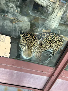 天王寺動物園に投稿された画像（2023/11/14）