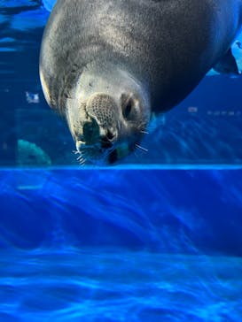 サンシャイン水族館に投稿された画像（2023/11/14）