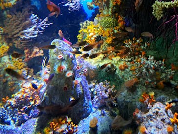 サンシャイン水族館に投稿された画像（2023/11/14）