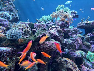 サンシャイン水族館に投稿された画像（2023/11/14）