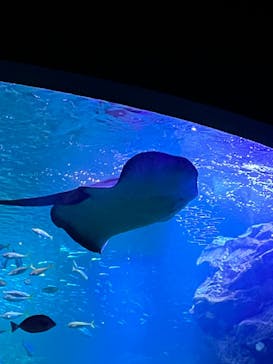 京都水族館に投稿された画像（2023/11/14）