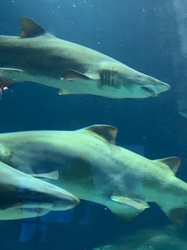 アクアワールド茨城県大洗水族館に投稿された画像（2023/11/14）