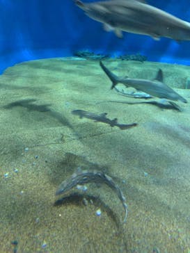 アクアワールド茨城県大洗水族館に投稿された画像（2023/11/14）