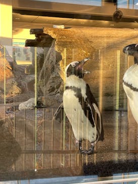 京都水族館に投稿された画像（2023/11/14）